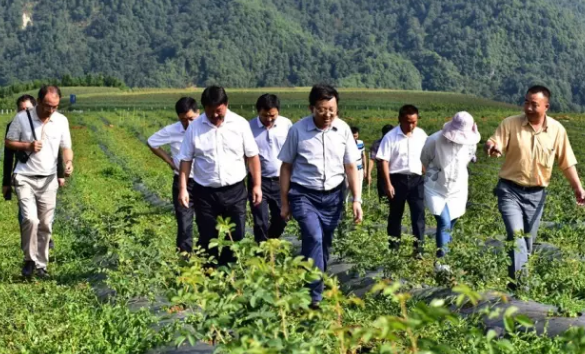 騰沖市市委書記楊正曉一行深入大馬士革玫瑰種植基地檢查指導工作